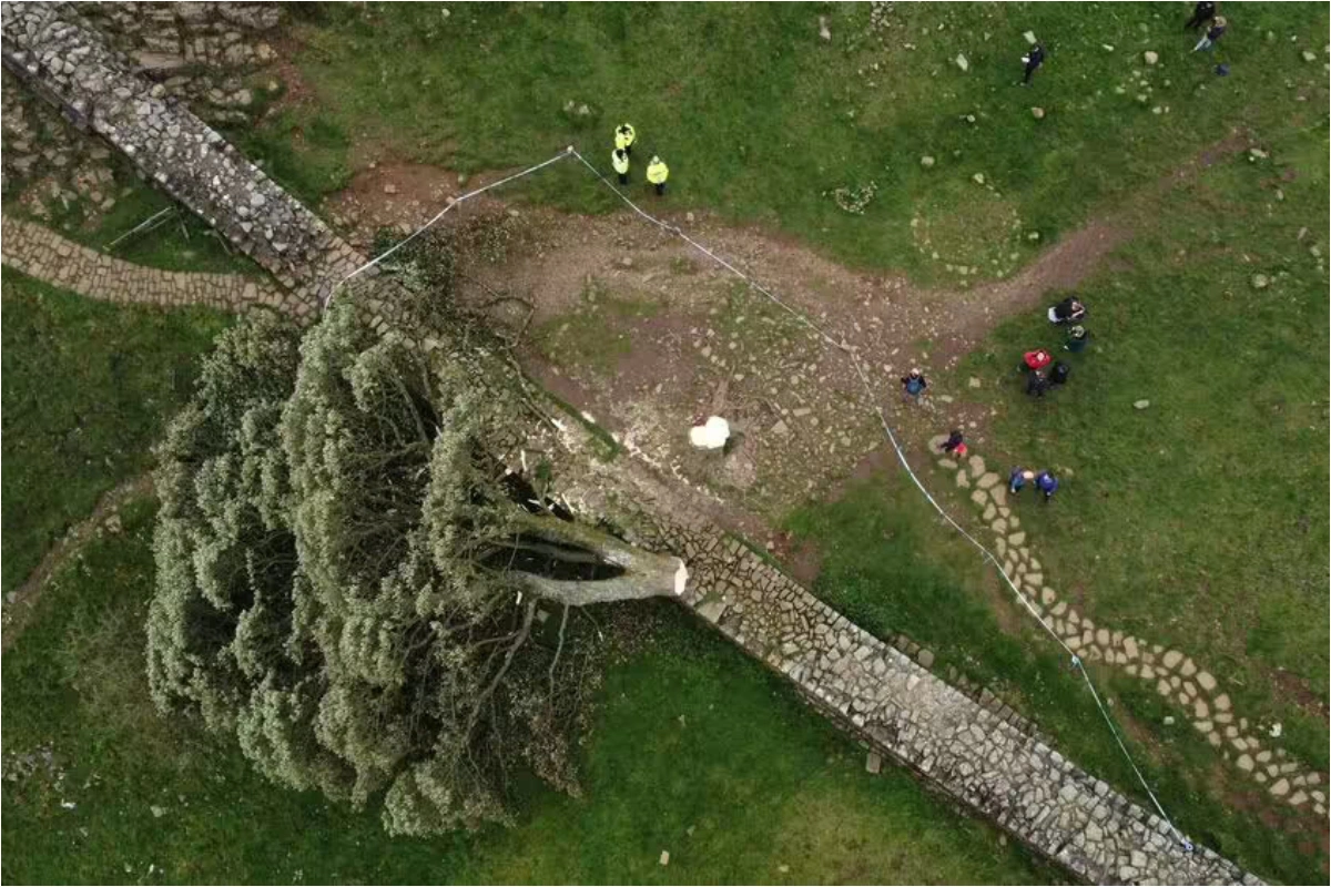 Böyük Britaniyada vandal tərəfindən kəsilmiş 200 yaşlı ağacı “diriltməyə” çalışacaqlar – FOTO/VİDEO